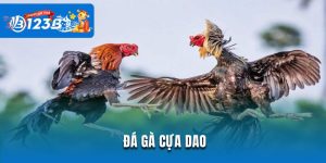 Đá Gà Cựa Dao - Phát Sóng Trận Chiến Cấp C1 Tại 123b