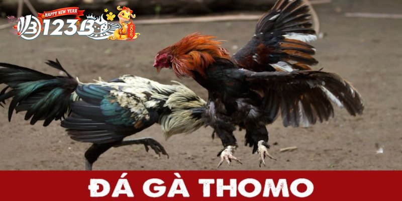 Đá Gà Thomo - Hướng Dẫn Trải Nghiệm Cá Cược 2025